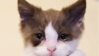 Kisah sedih seekor kucing