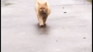 Vidio kucing lucu