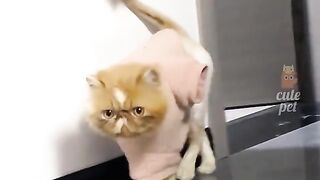 Funny Cat's 2