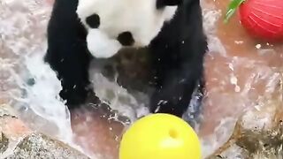 cute panda