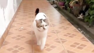 Funny Cat's 3