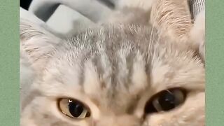Cat angry