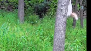 Kittens making fun with puppy
