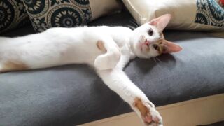 Funny Cat 13