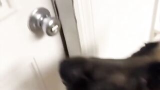 funny dogs /cats
