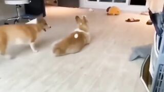 Funny Dog and cat | animals Funny Videos | #funnyanimals #dog