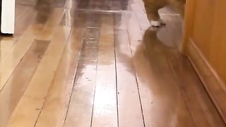 Adorable Cute Cat Eps.3