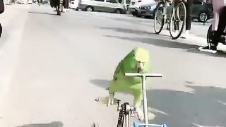 Vairl video 10