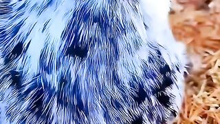 beautiful chicken