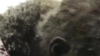 Kingkong film action