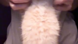 Funnycat 3