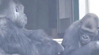 Funny videos 120