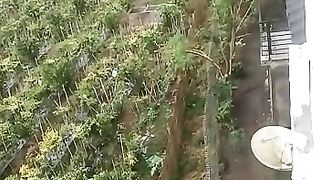 Kebun Apel Malang
