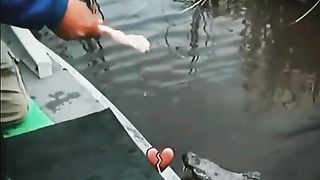 Live hand crocodile