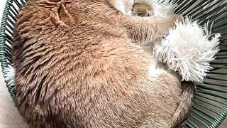 How to Knead Dough
