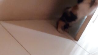 little cats