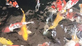 Ikan Hias
