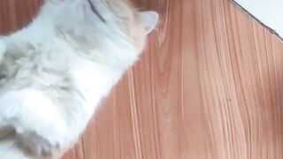 sleeping cat looks very adorable