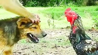 animal friendship