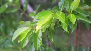 Mysterious meditation music that brings good luck and Healing meditation.