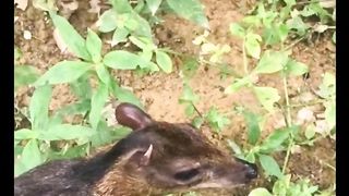 mouse deer