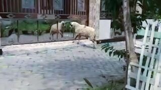 Angry Sheep