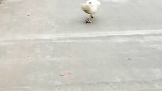 funny videos of ducks walking like drunks