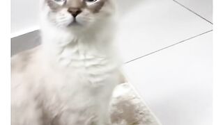 Funny cat videos 3