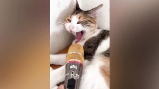 Funniest Cats and Dogs ???????? Funny Animals 2023 ???? 4