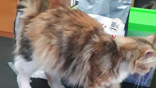 The cat is pregnant and is now waiting for the first birth