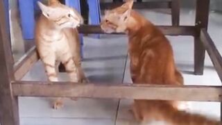 Cat Fighting And Meowing