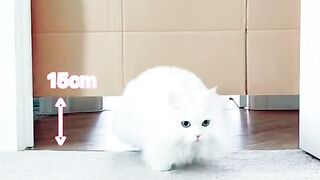 Test kepintaran kucing