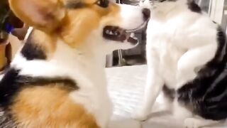 Funny Cat and Dog