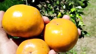 Kalimantan oranges - full ripe