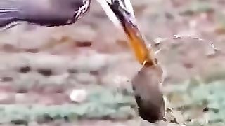 When the stork is looking for prey