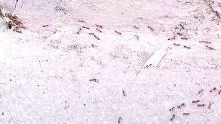 Semut hitam kecil sedang berbaris