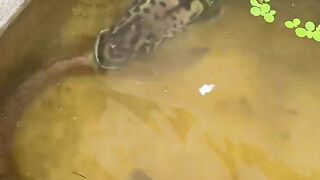 LELE PURBA VS TOMAN MONSTER