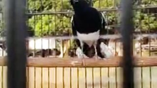 the chirping of the kacer bird is very beautiful
