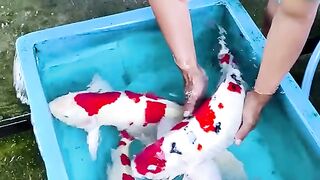 Koi fish 2