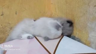 Cat lovers 6