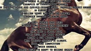 The most evolution horse of the world