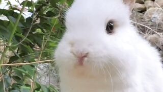 rabbit cute