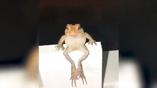 Collection of funny animal videos