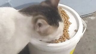 Eating Cat