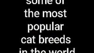 The most popular cat breeds in the world