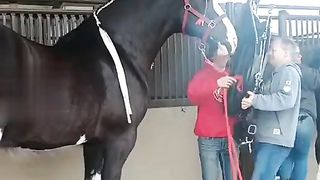 horses
