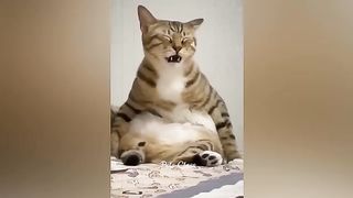 funny cat and dog 2023 ,funny cute
