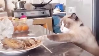 funny cat