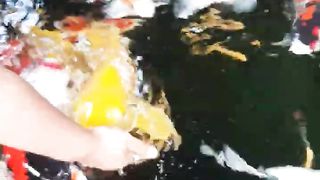 Jumbo KoI