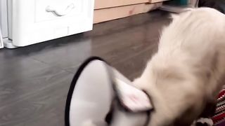 random cat rection to collar